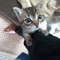 ドアップでしがみつくキジトラ猫