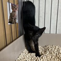 逆立ちする子猫
