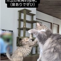 飛び掛かる子猫をパンチするサイベリアン