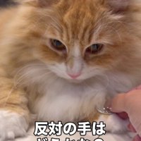 手にコインをのせた猫