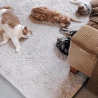 眠る猫たち