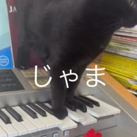 鍵盤を踏む猫1