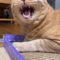 さっきよりも大きく口を開ける猫