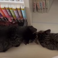 鼻同士をつけてご挨拶