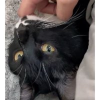 撫でられている猫