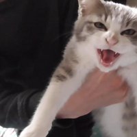 持ち上げられて鳴く姿