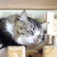 眠りにつくボス吉くん