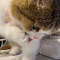 肉球を毛繕いする猫