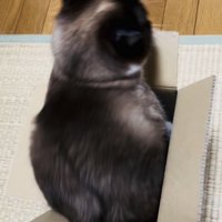 段ボール箱の中で体を動かす保護猫