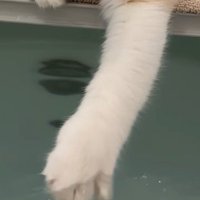 前足でお湯を触る子猫