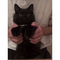 抱っこされている猫