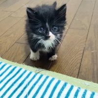 こちらに向かってくる姿