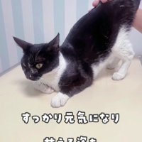 おしりを上げる白黒猫