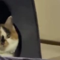 遠くから飼い主の方を見つめる猫