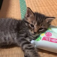 リラックスして寝転ぶ子猫