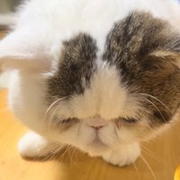 覗き込む猫2