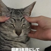 目尻側の上瞼を押さえられている猫