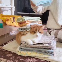 猫の上に畳んだタオルを乗せていく飼い主