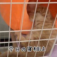 猫のケージに近づく飼い主