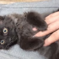 お腹を撫でられるベニちゃん