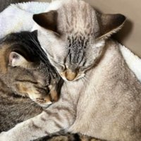 寝ている猫たち
