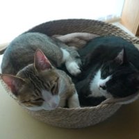 身を寄せ合っている猫たち