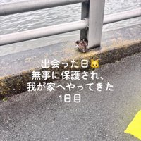 柵のそばにいる子猫