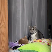 丸くなっている子猫の前でお座りをしているカメラ目線のサバトラ