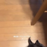 飼い主の足に両前足を引っ掛けている黒猫