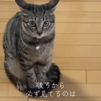 両耳を広げて正面を見る猫