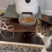 ご飯の前で振り返る三毛猫