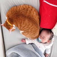 赤ちゃんの隣に寄り添う猫さん