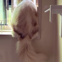 窓枠に座る猫