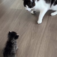 向かい合う子猫とハチワレ猫
