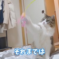 じゃらしをパンチ