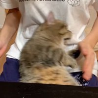 女性の手に向かって口を開ける猫