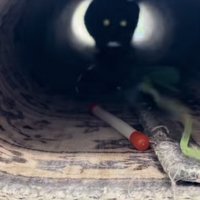 カーペットのトンネルを駆け抜けるブリティッシュショートヘア