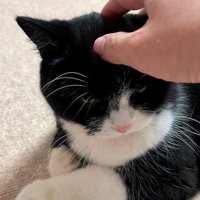 飼い主を上目遣いで見つめる猫