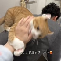 飼い主さんの背中に乗る猫の写真1-4