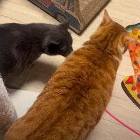 室内にいる猫