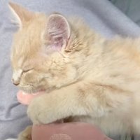 ぬいぐるみを抱きしめて眠る子猫