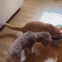 犬のごはんを食べる猫