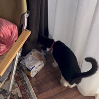 床に置いた食パンを見つめる猫の斜め後ろ姿