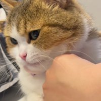耳をピクピクと動かす猫
