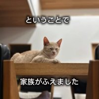 家族になった子猫