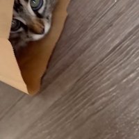 紙袋に入った猫