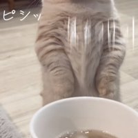 「ピシッ」のテロップ写真
