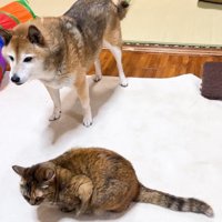 見守るリキくん