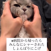 虚無顔の猫2