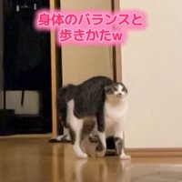 やんのかステップをする興奮気味の猫